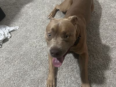 1 year old unaltered Male Cane Corso