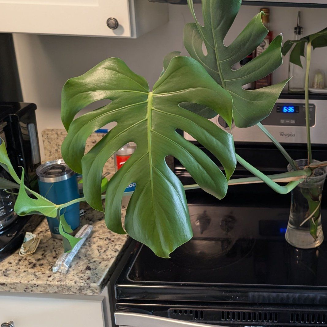 Propagating Monstera