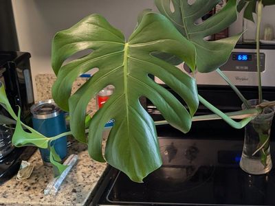 Propagating Monstera
