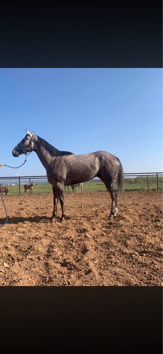 8yo Gelding