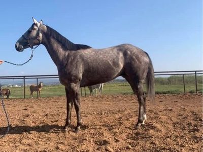 8yo Gelding