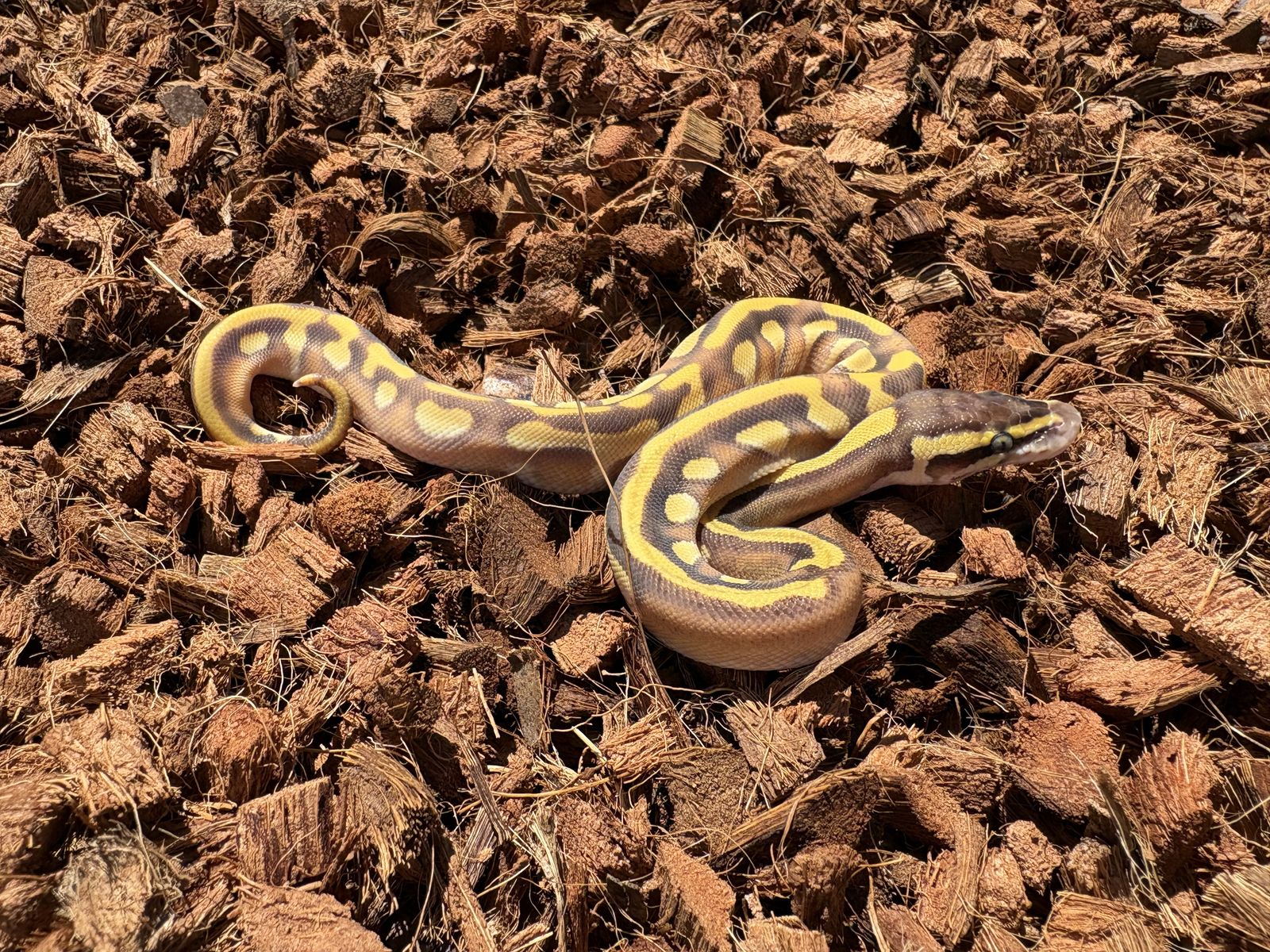 Enchi Mojave Yellow Belly Het Lavender 50% Het Pie