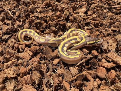 Enchi Mojave Yellow Belly Het Lavender 50% Het Pie
