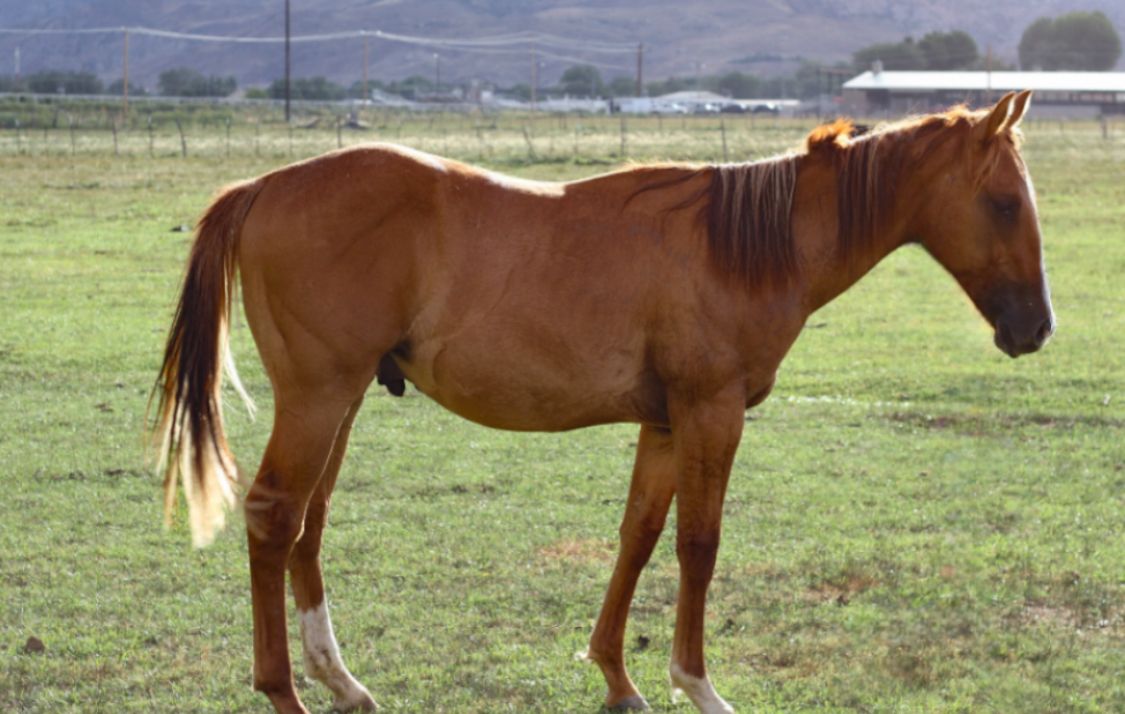 Aqha Gelding