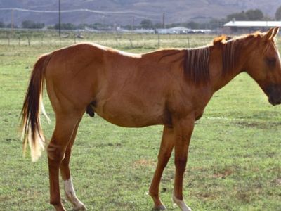 Aqha Gelding