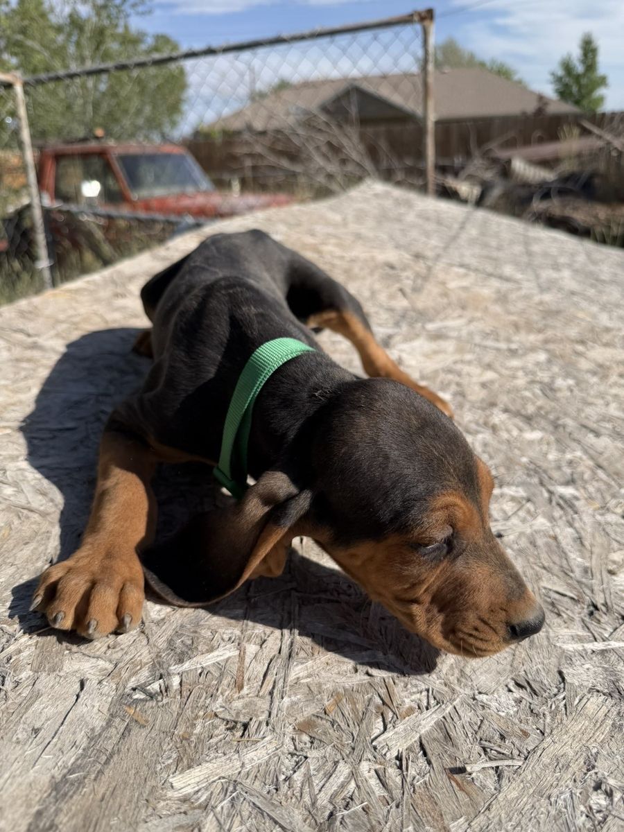 Black and tan hound puppies