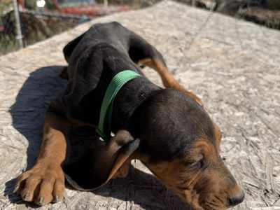 Black and tan hound puppies