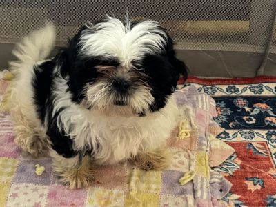 Imperial FEMALE Shih Tzu Puppies