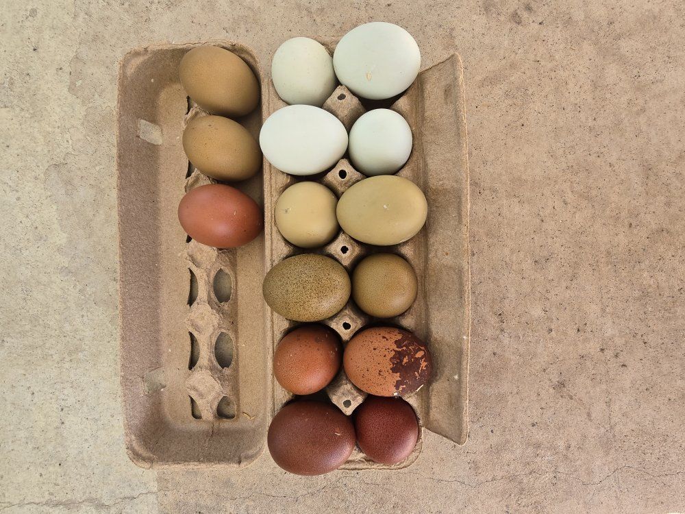 Rainbow Hatching Eggs