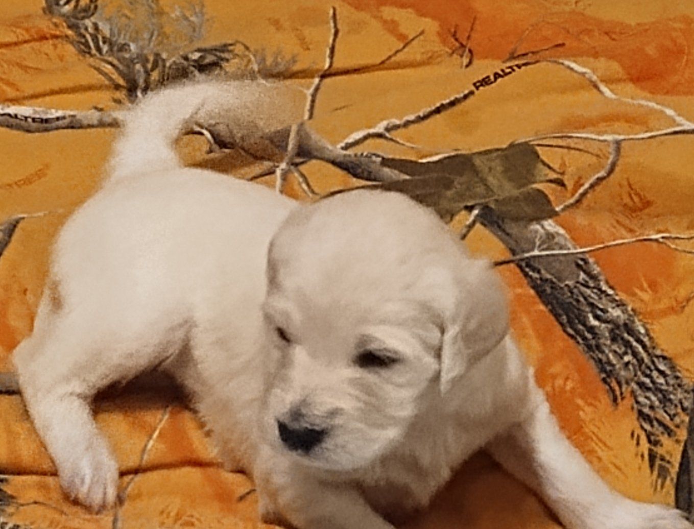 Goldendoodle puppies