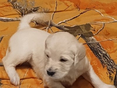 Goldendoodle puppies