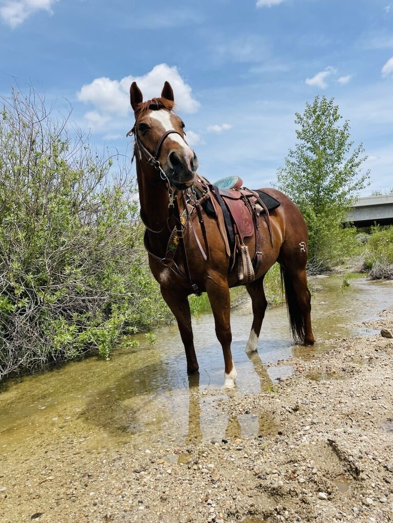 All Around Kids Horse