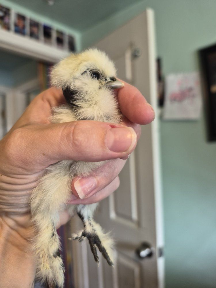 Silkie & showgirl silkie chicks