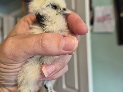 Silkie & showgirl silkie chicks
