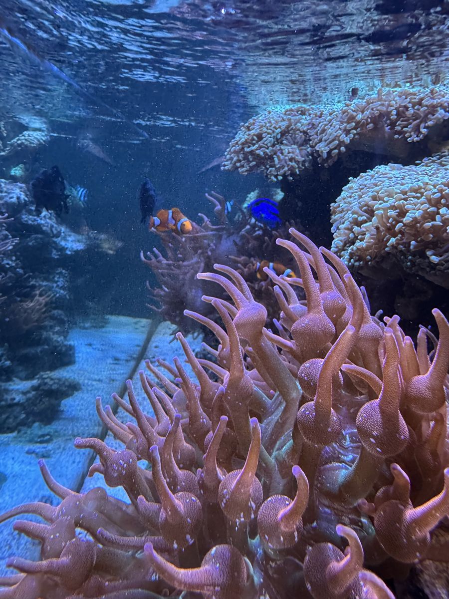Large 145 gallon Salt Water Fish tank