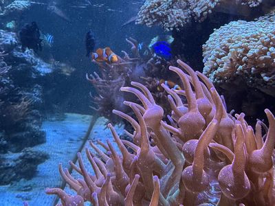 Large 145 gallon Salt Water Fish tank