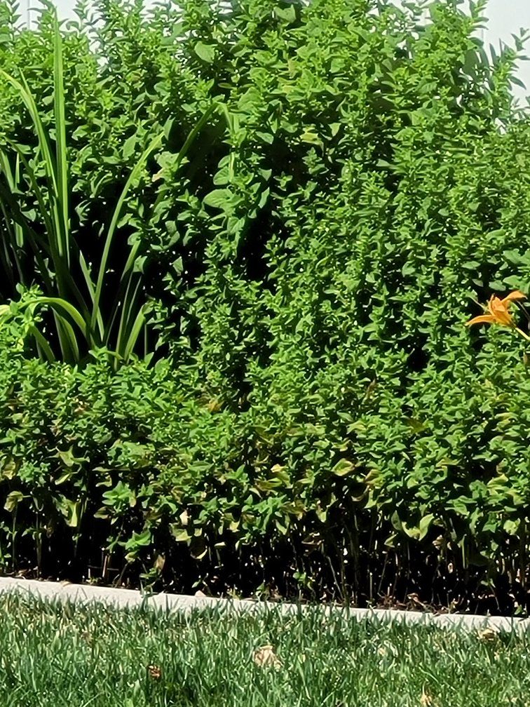 mint plants
