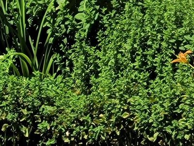 mint plants