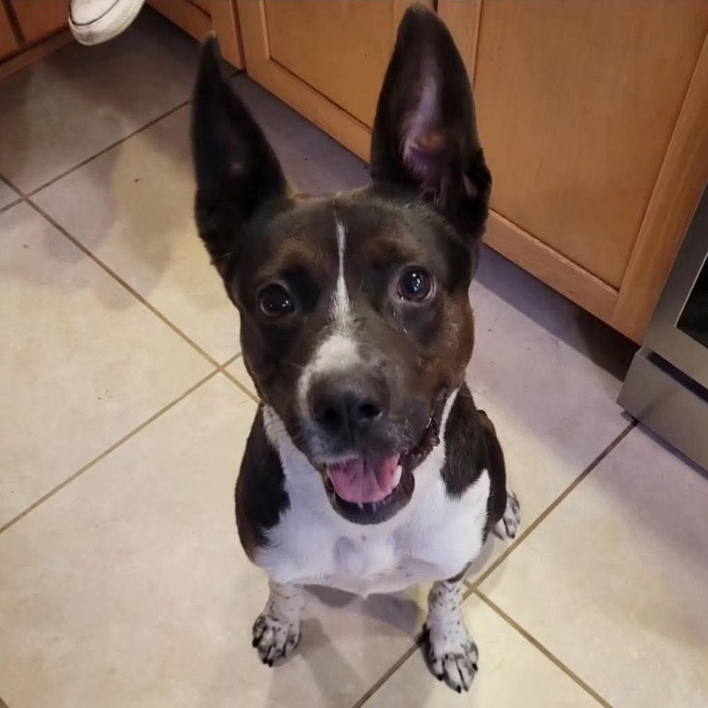 Hello my name is Dixie