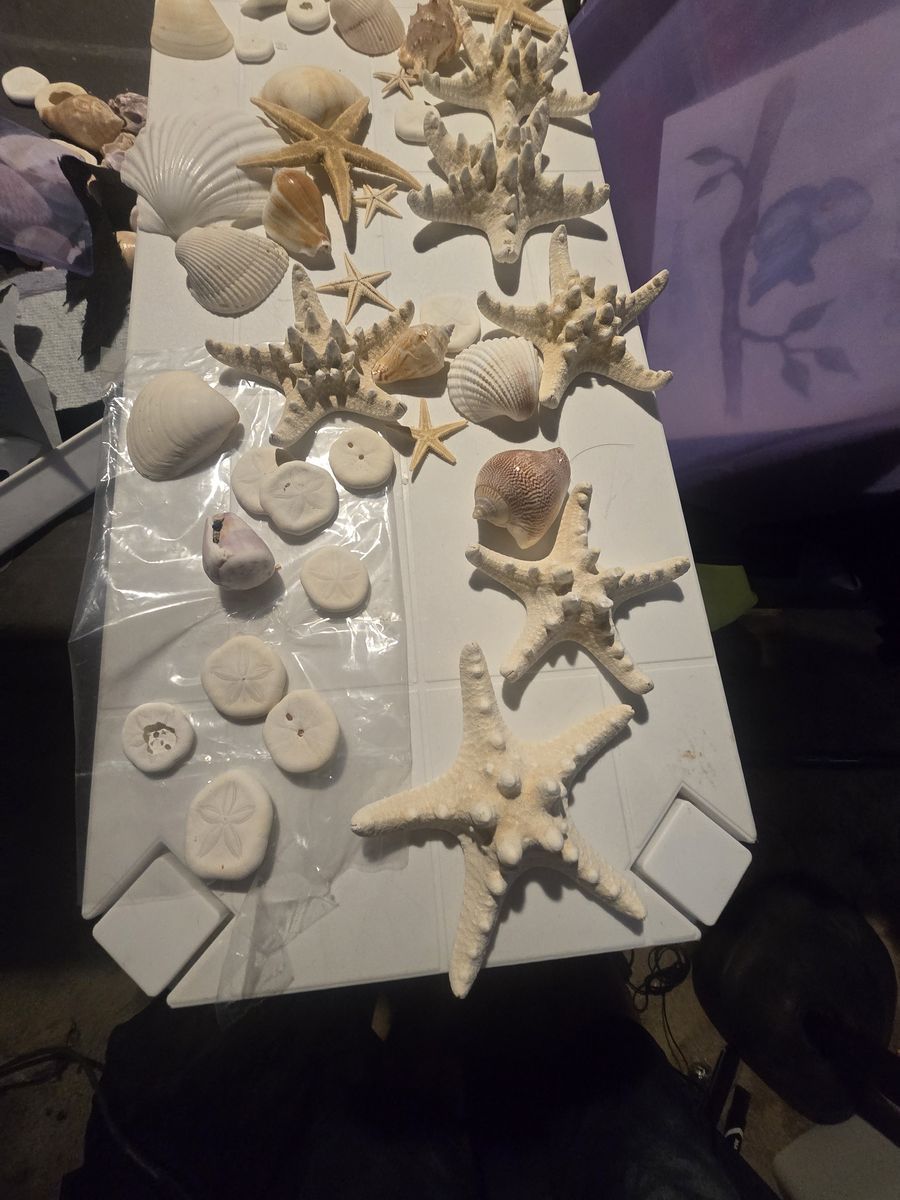 Large Real Sea Shell & Starfish Collection  Crafting fyi Decor Lot