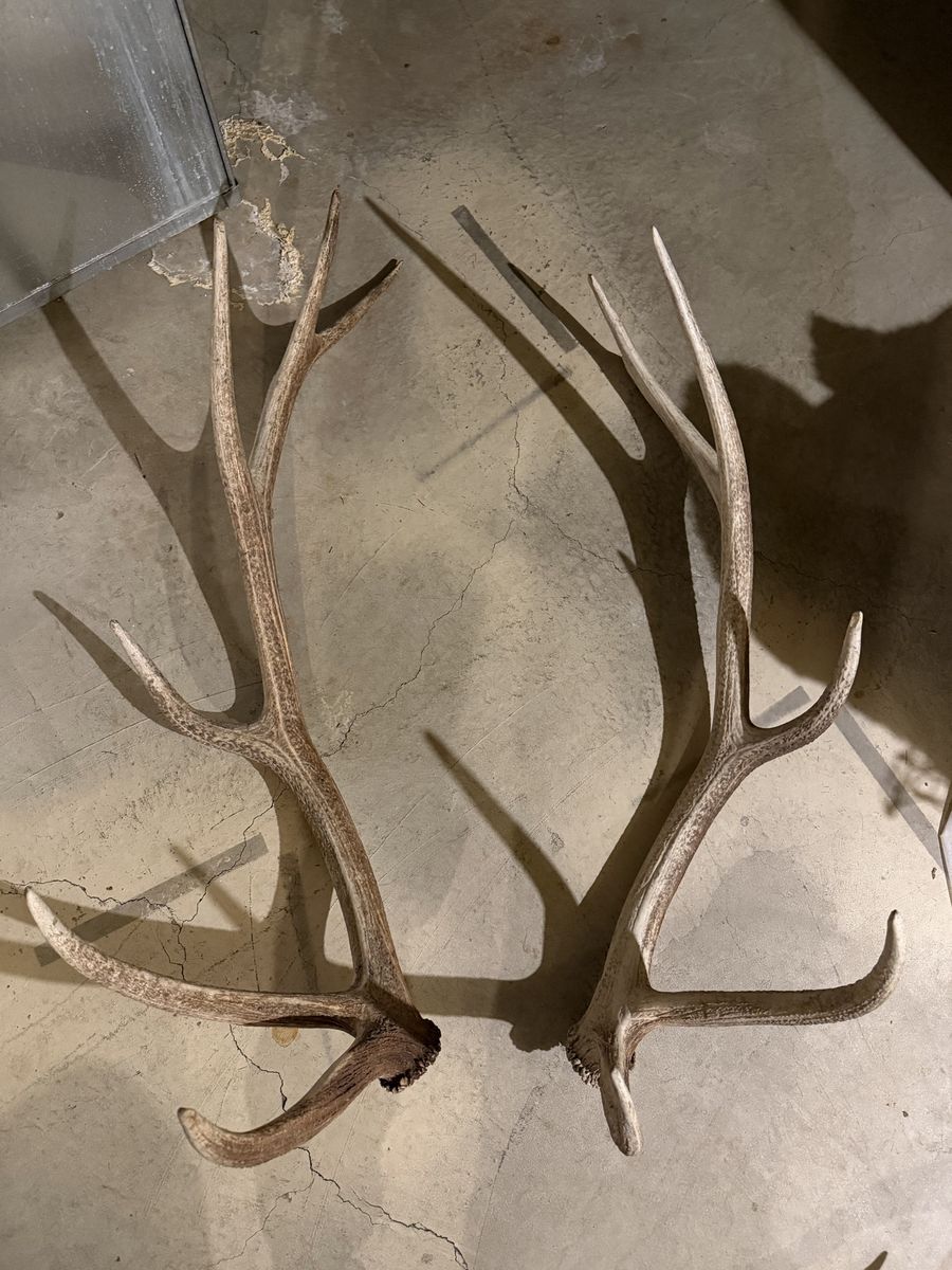 Elk Horns