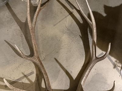 Elk Horns
