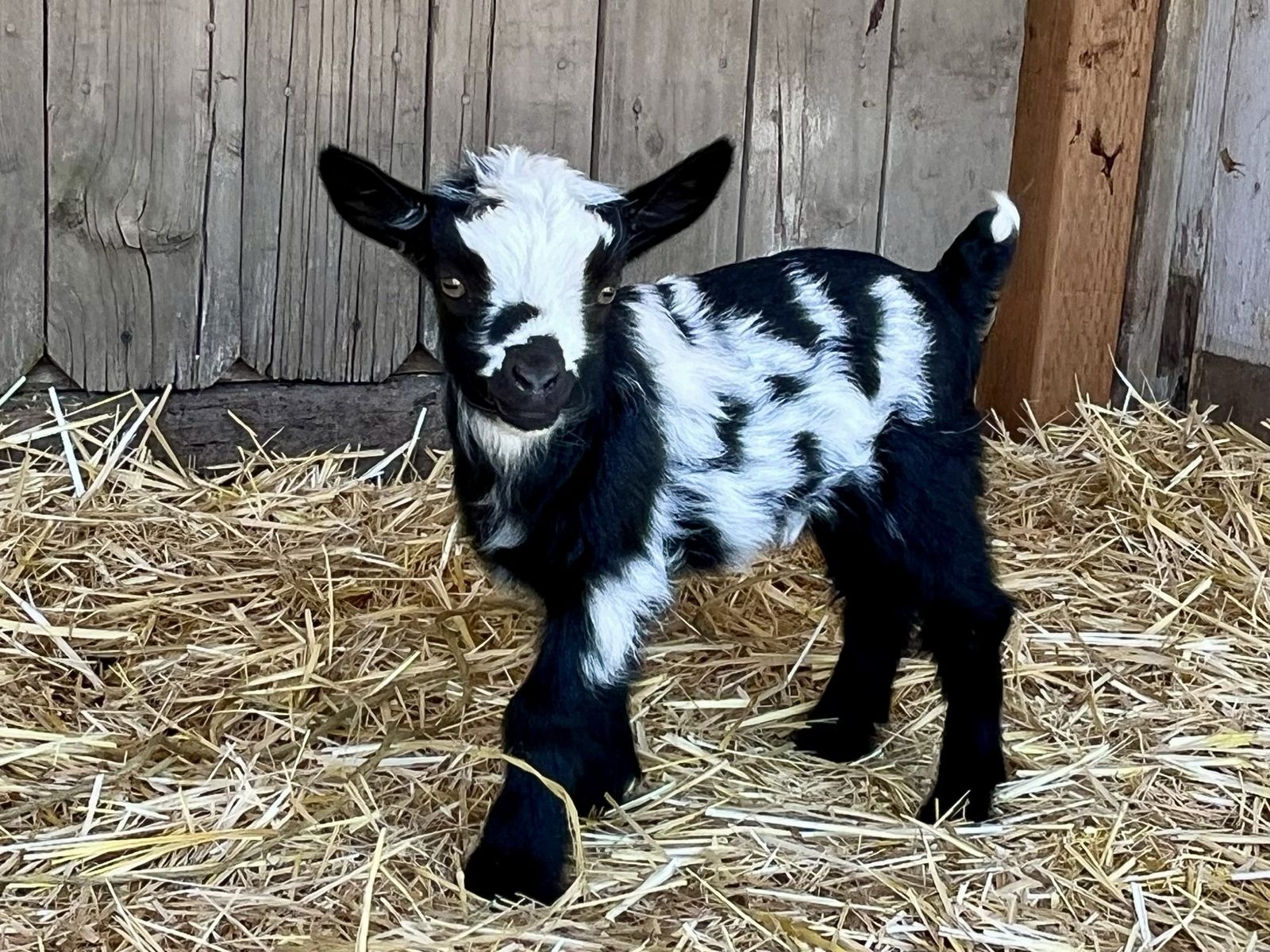 Myotonic Fainting Goats