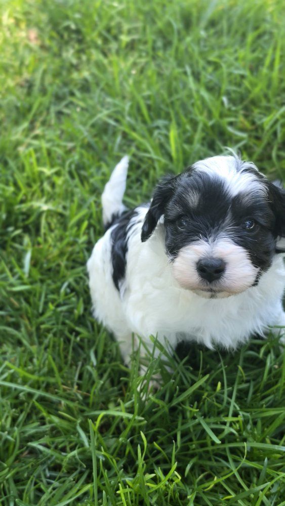 Adorable Cavachon Puppies - White & Black/White, Family Raised, Ready for New Homes