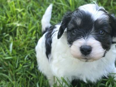 Adorable Cavachon Puppies - White & Black/White, Family Raised, Ready for New Homes