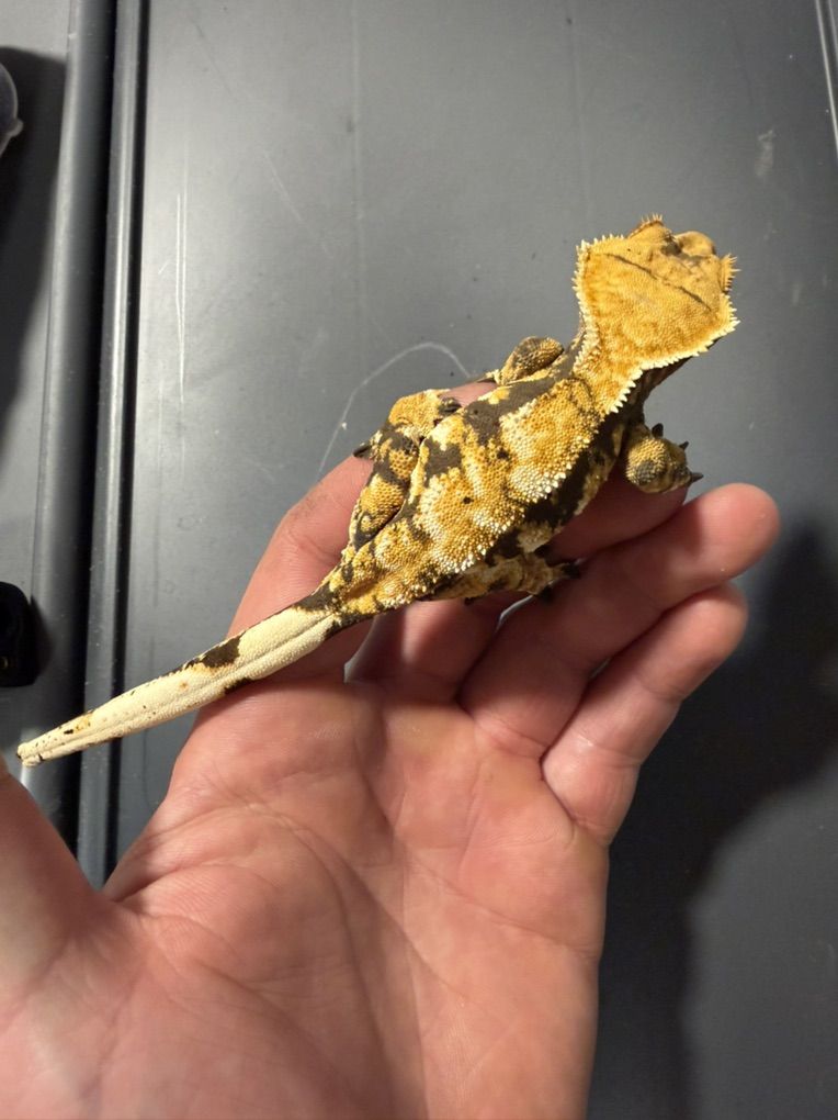 Female Extreme Crested Gecko