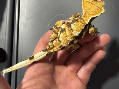 Female Extreme Crested Gecko
