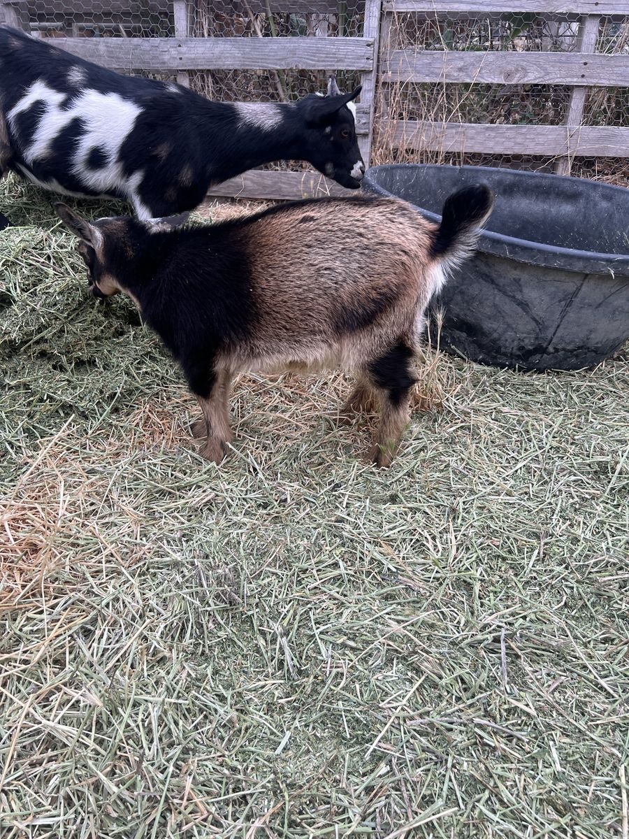 Nigerian dwarf buck