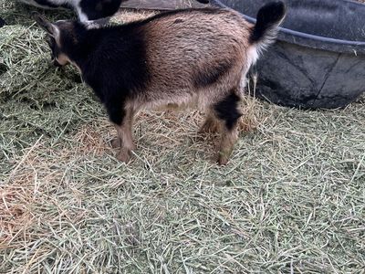 Nigerian dwarf buck