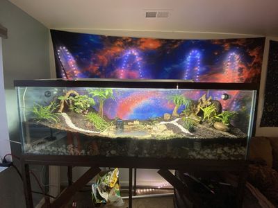 100 gal. Fish tank/Terrarium