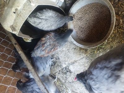 English lavender Orpington pullets