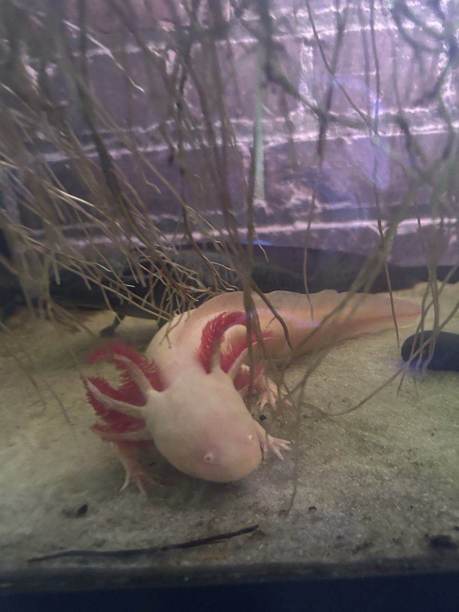 Two healthy adult axolotls