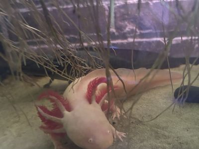 Two healthy adult axolotls