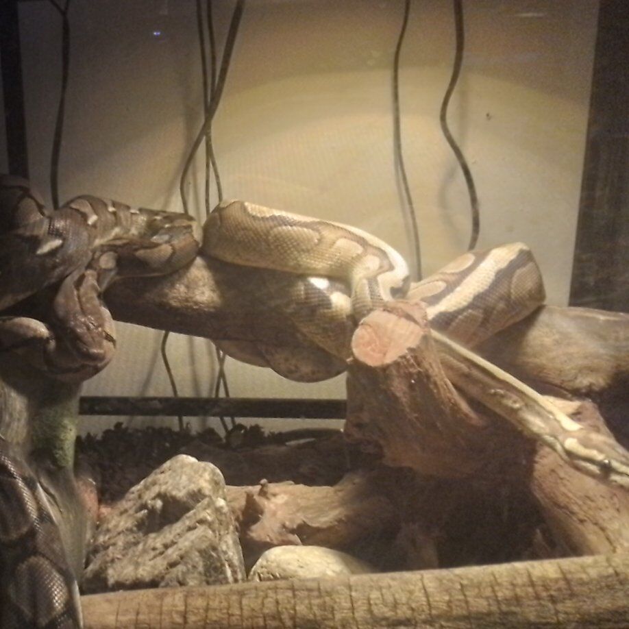 tonz of reptile supplies