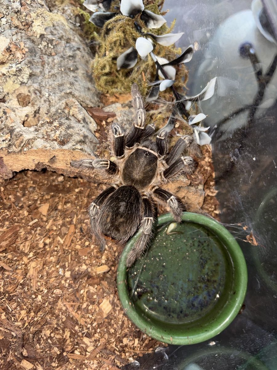 A. Seemanni Adult Female
