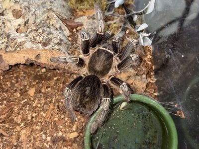 A. Seemanni Adult Female