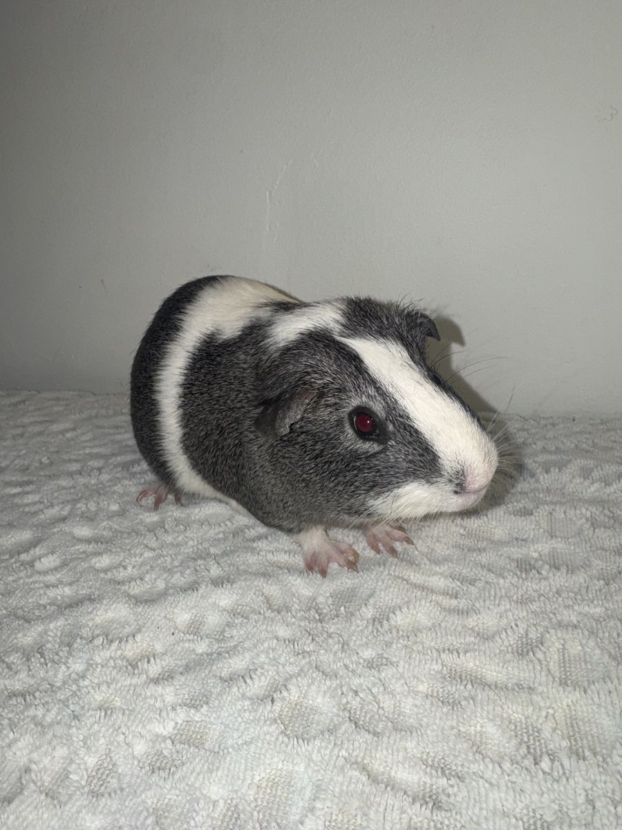 Male Guinea Pig