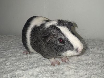 Male Guinea Pig