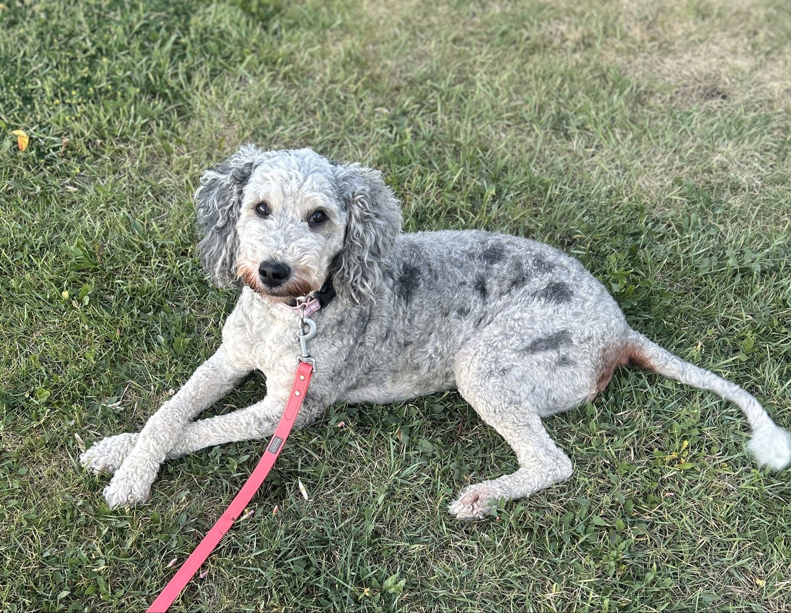 Sheepadoodle Female