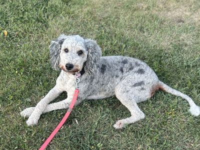 Sheepadoodle Female