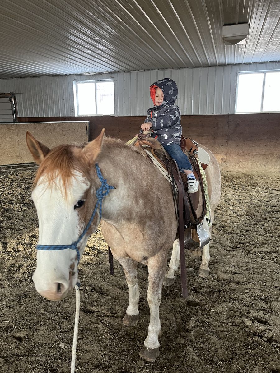 6 Year Old Half Draft Gelding