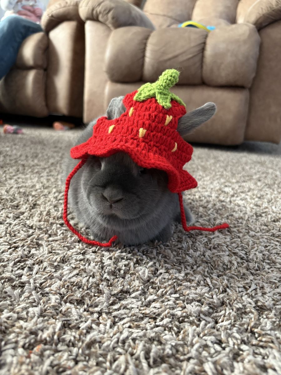 Bunny
