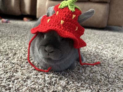 Bunny
