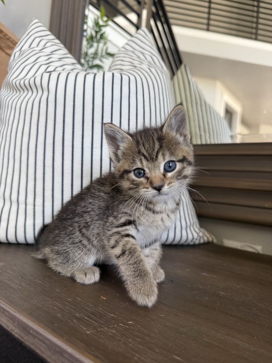 8 week vaccinated super sweet affectionate kittens