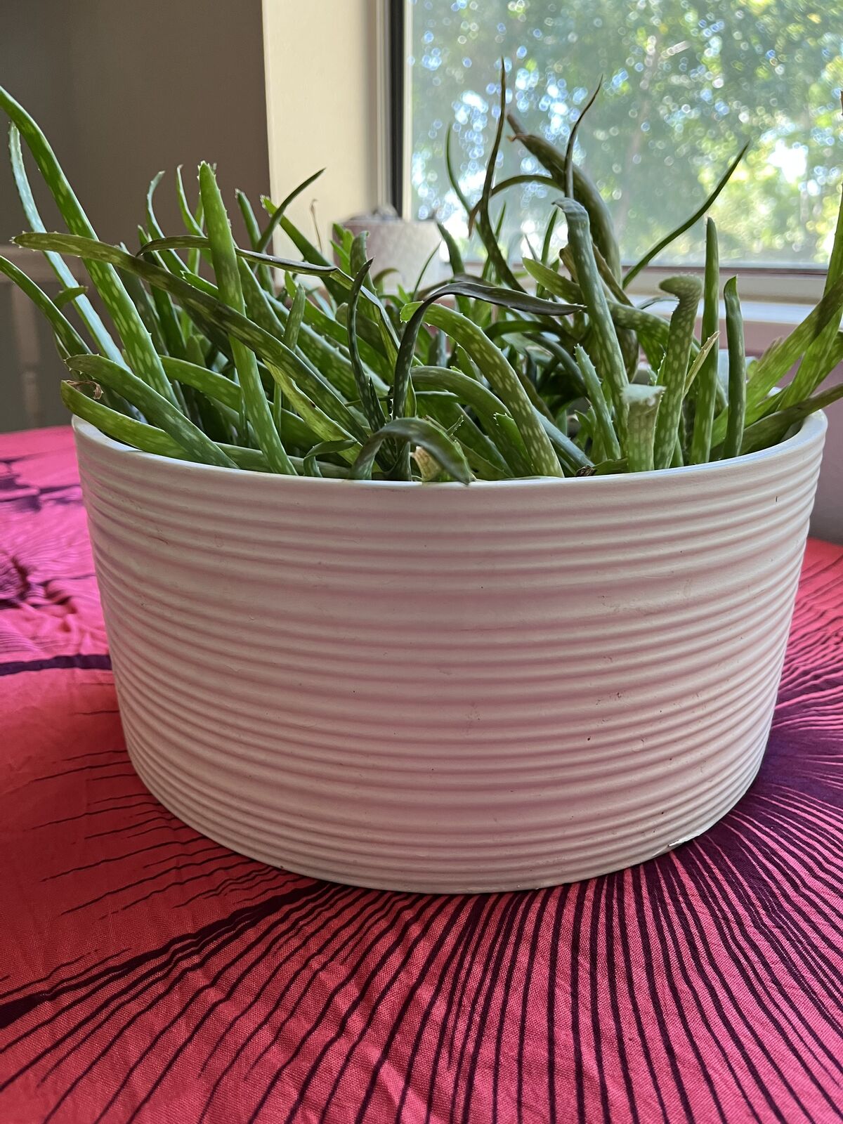 Aloe Vera plants in ceramic pot