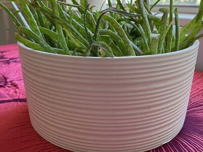 Aloe Vera plants in ceramic pot